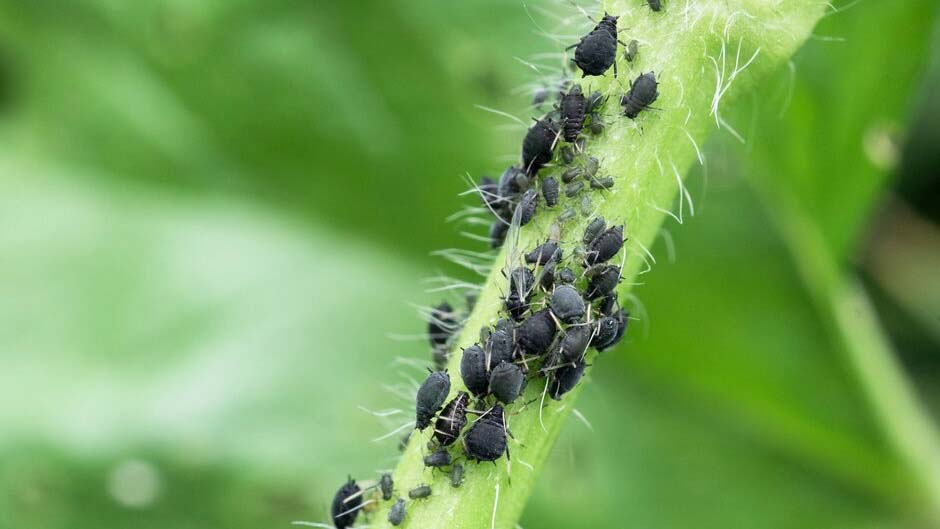 Close up of Aphids pest to be on the look out for in August