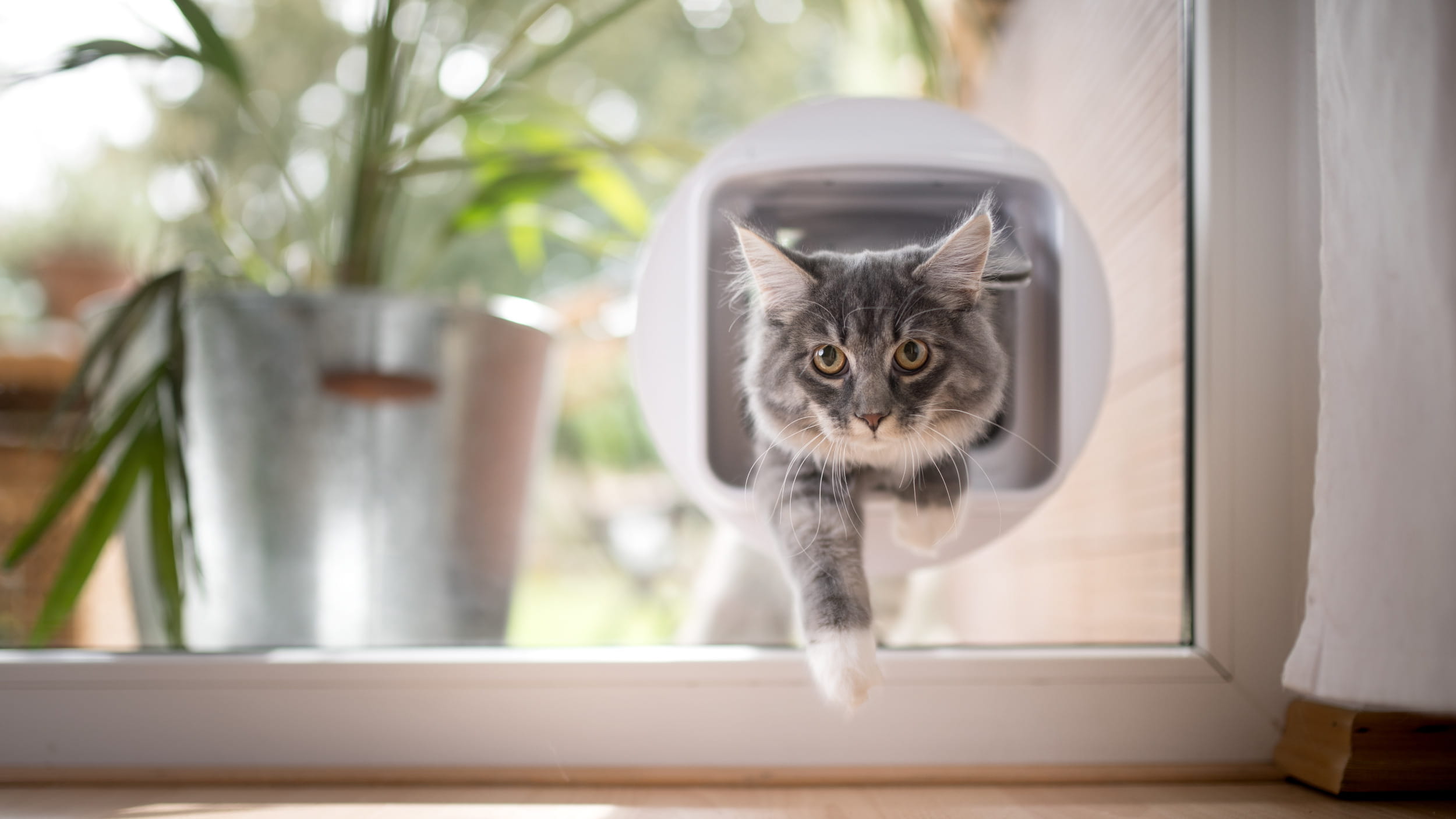Cat coming through a cat flap