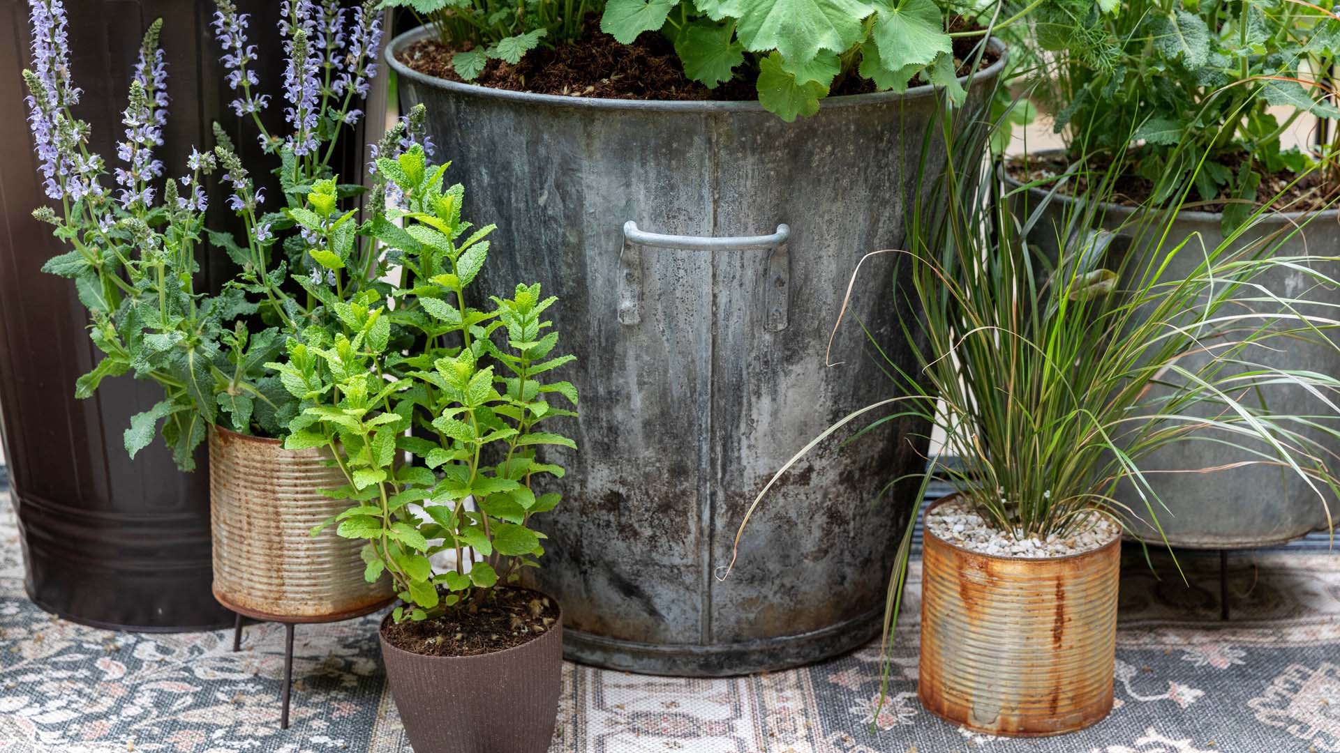 Plants in a variety of visually pleasing pots