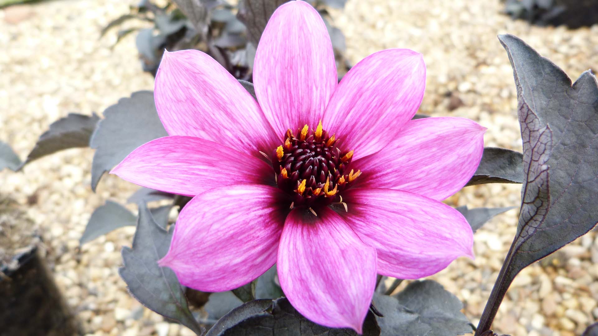 Dahlias need a dry and warm sunny spot to thrive