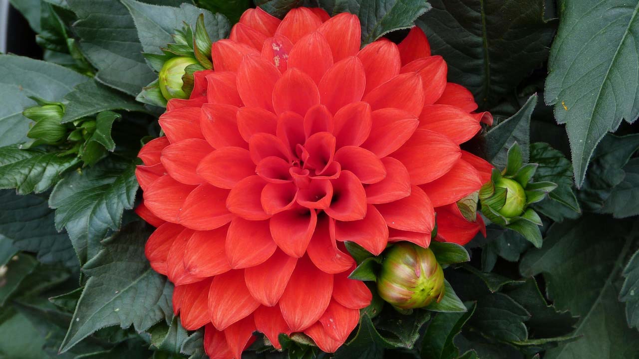 Dahlias Some flowers need a nutrient boost before flowering