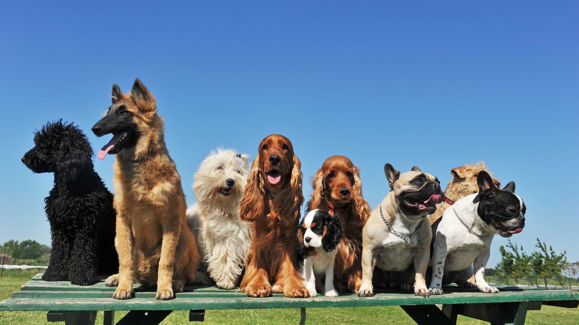 different breeds of dogs all looking happy