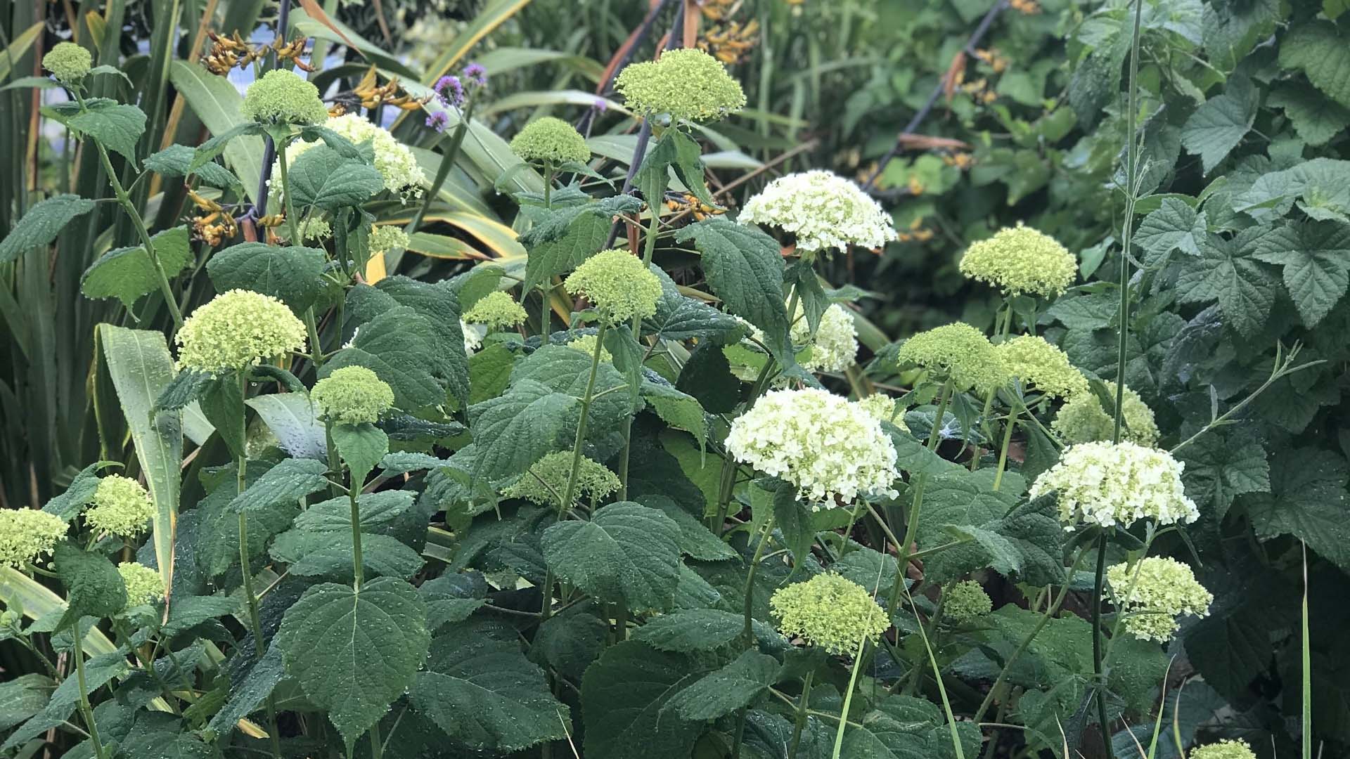 hydrangea shrubs planted in the shade 