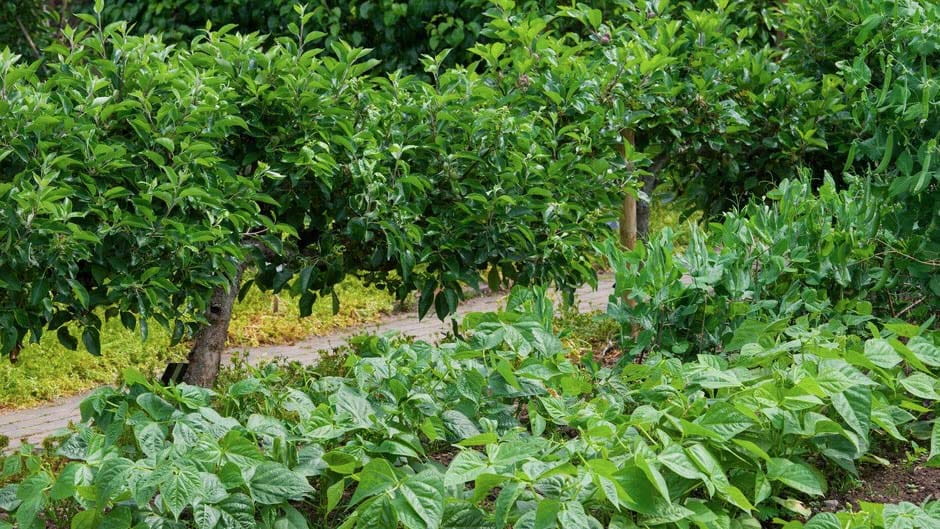 French beans, fruit and vegetable garden, adorning the path under the protection of tree canopies