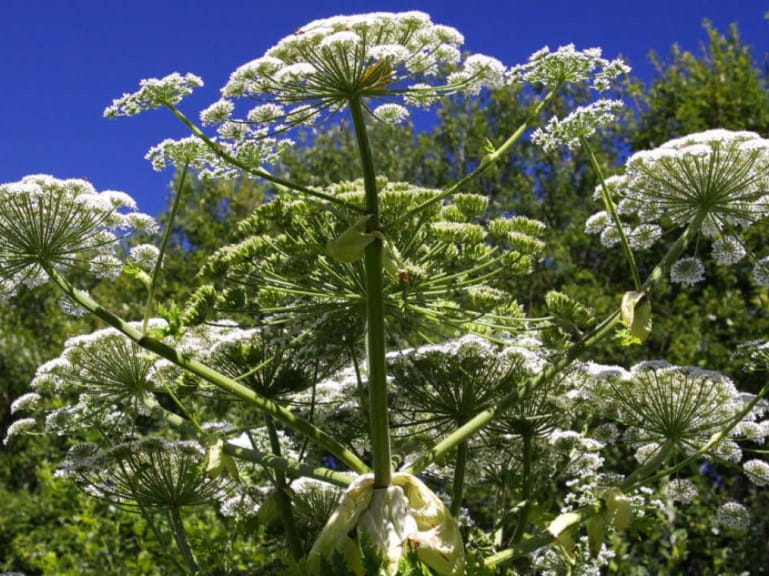 A picture of giant hogweed flowers against a blue sky | Environet
