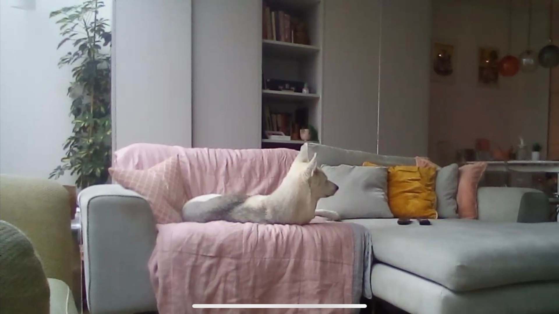A white dog lying on a sofa