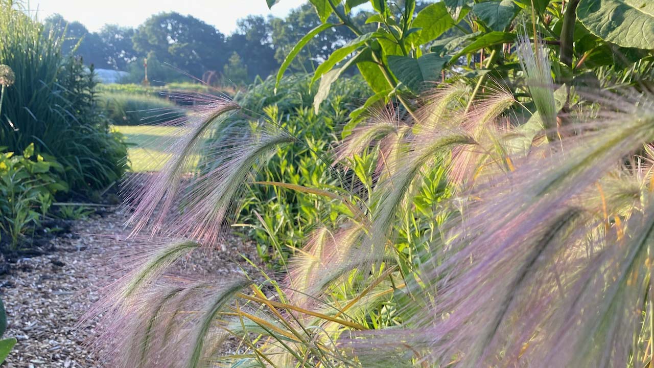 Hordeum jubatum rye grass at Sussex Prairie Garden