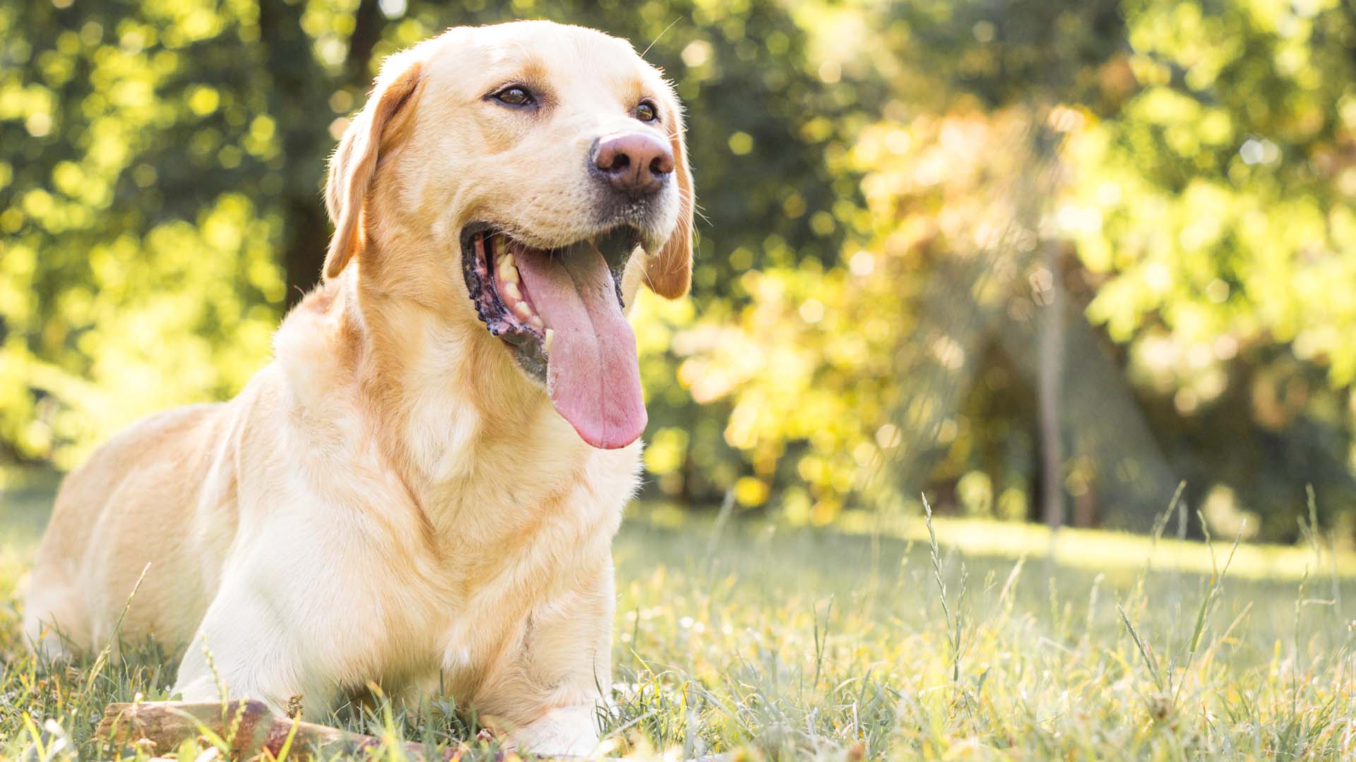 Labrador with his tongue panting in the garden