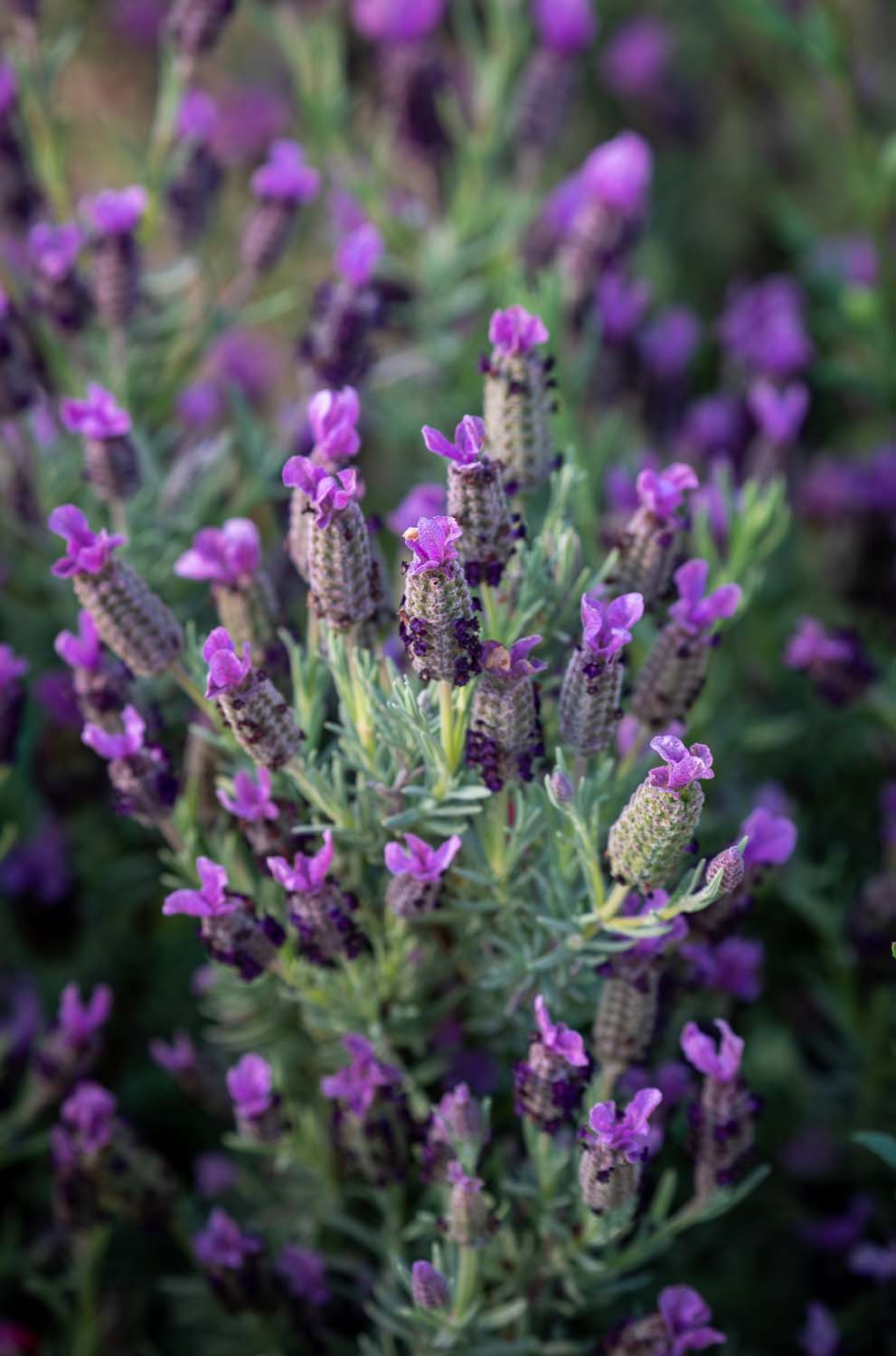 Lavandula stoechas ‘Sancho Panza’ is a half-hardy specimen that can be trimmed back after flowering or in the early spring 