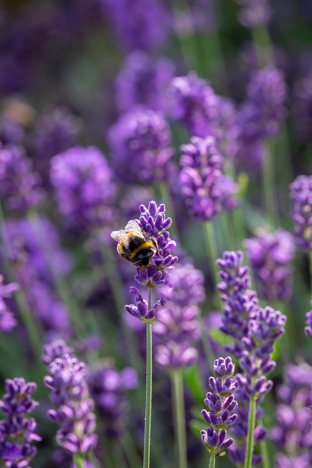 Lavender is a great choice for any size garden and provides rich pollen and nectar for bees and butterflies over the summer months 