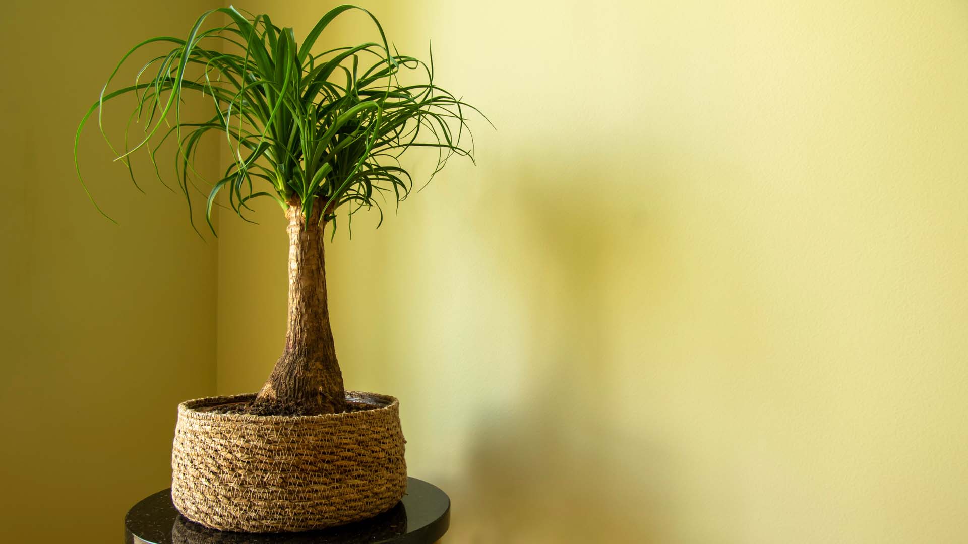 Palm tree bonsai inside a robe basket in the corner of a mustard wall room