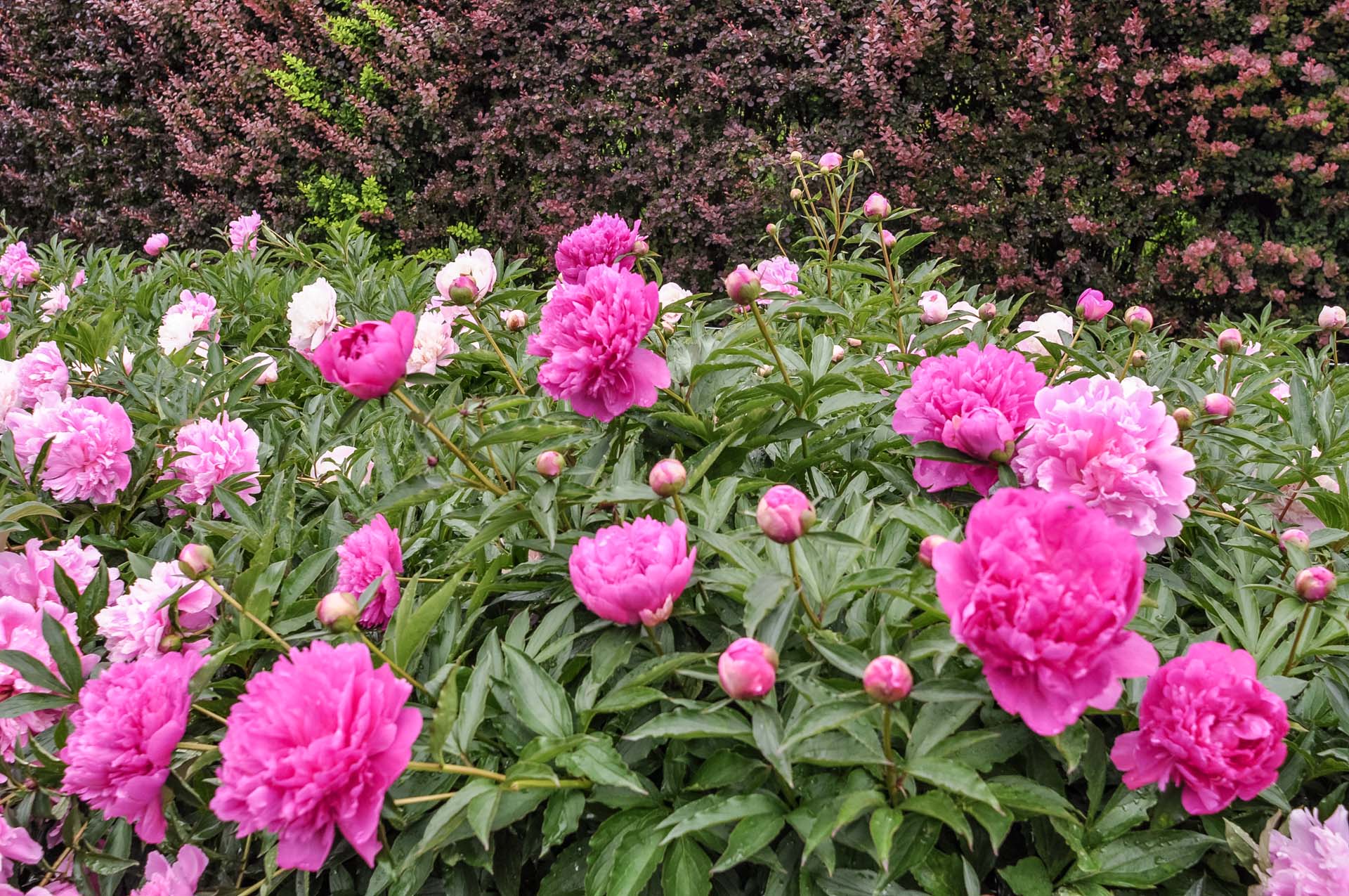 Pruning helps your flowers blossom