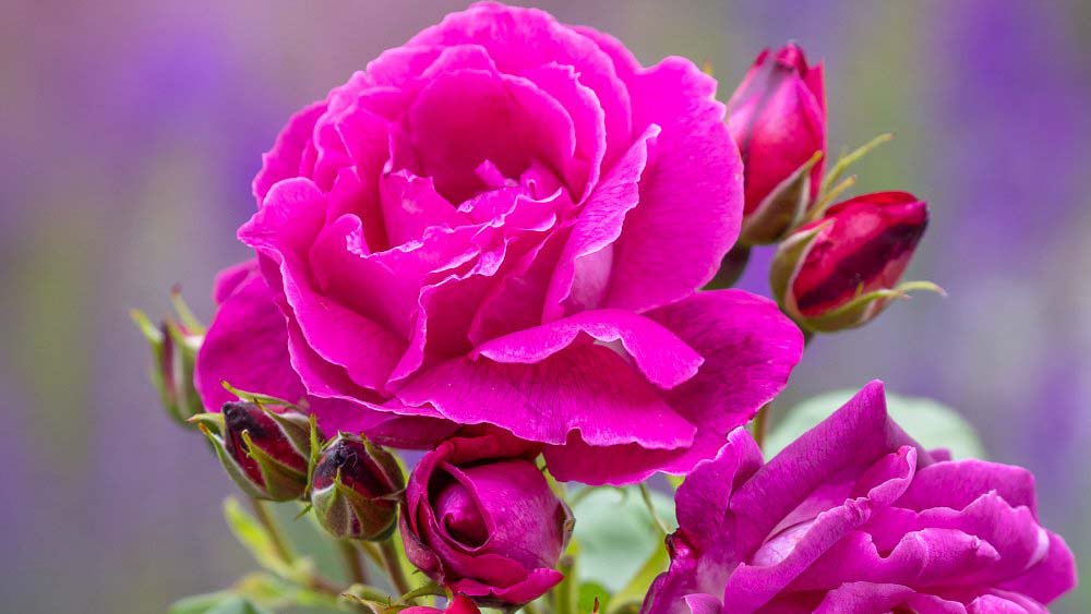 Heart's Delight' should bloom from June to September