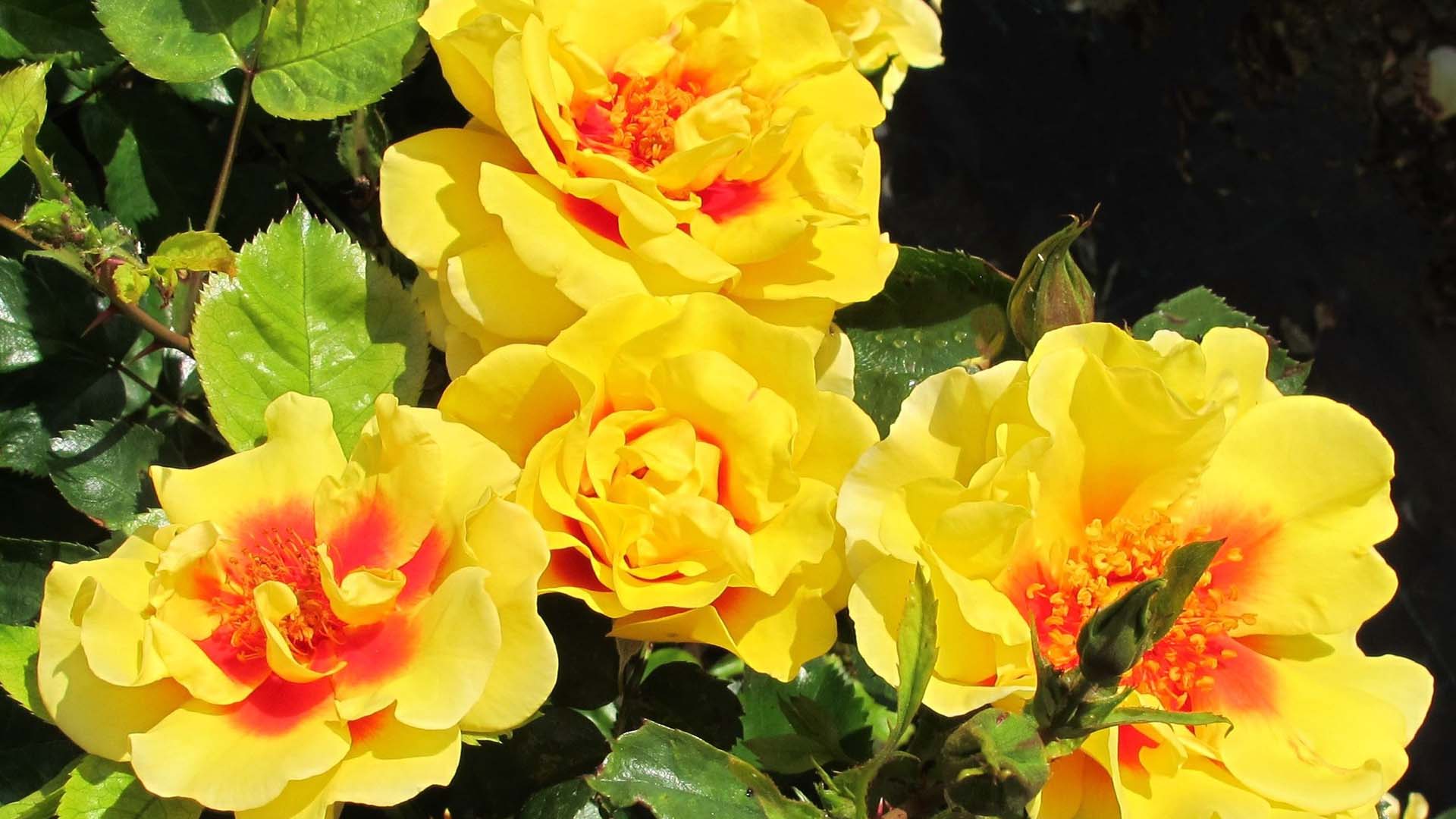 The sunny blooms of 'Peter's Persica' can be 10cm wide