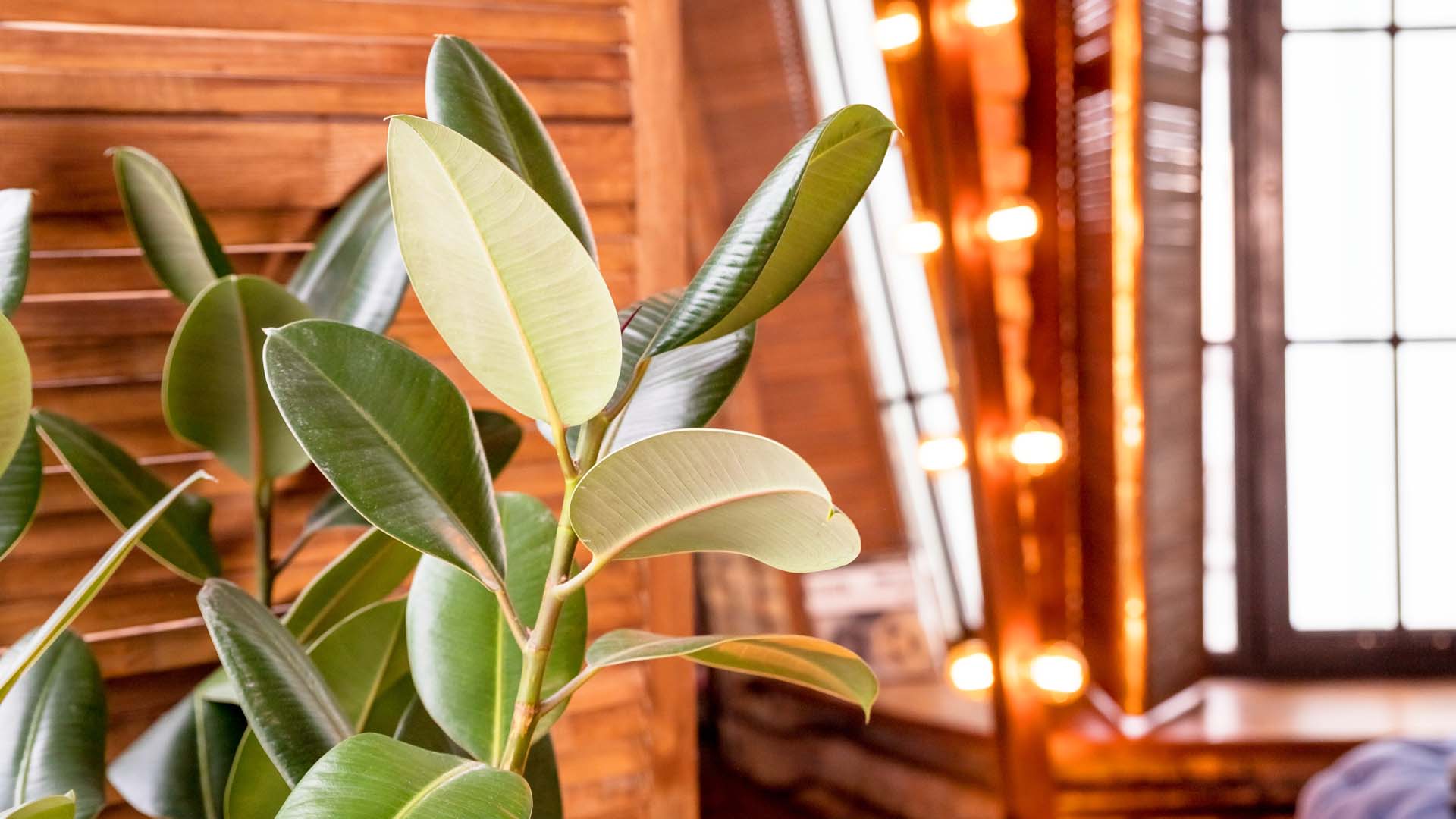Close up of a rubber plant leaf