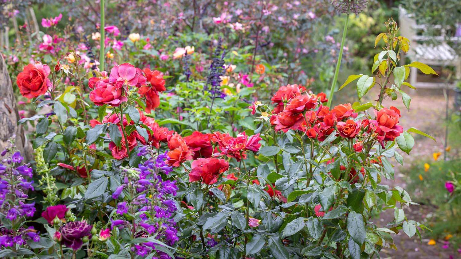 Close-up of a border of blooming flowers including red roses, with other flowers visible in the background.