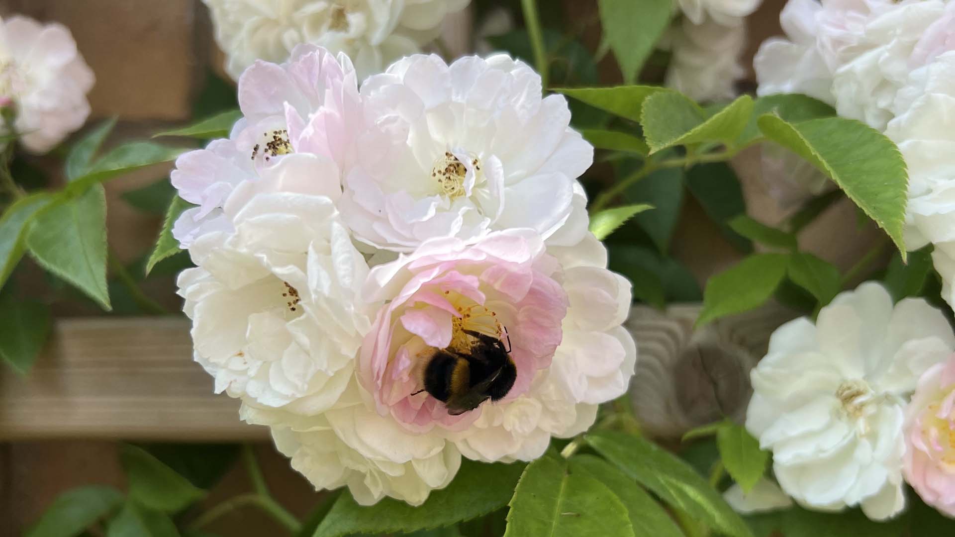 Sense and Sensibility' is a magnet for pollinating insects