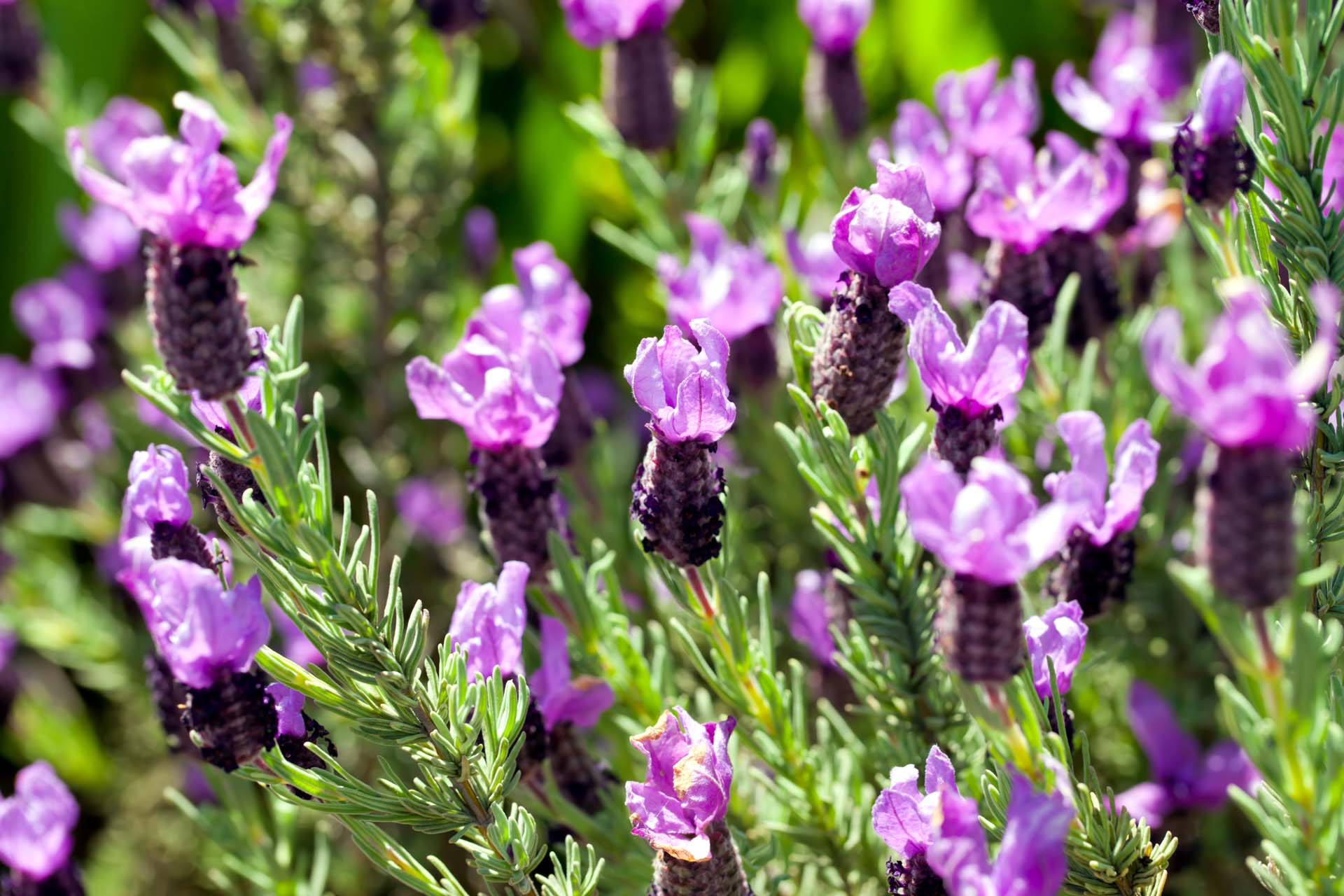 French lavender is less hardy than English lavender and can be identified by its distinguishing ‘ears’