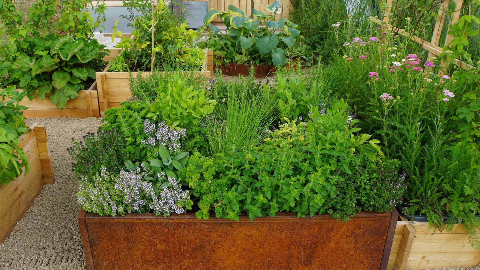 A herb garden thriving in a raised bed