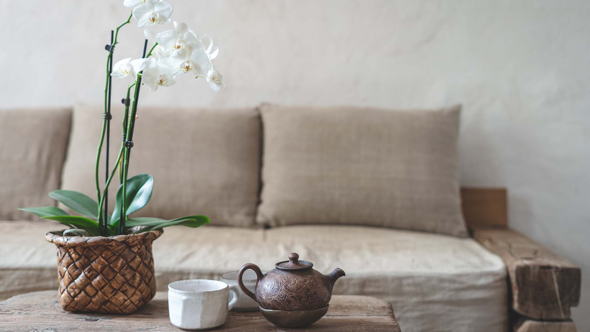 White Orchid, a safe houseplant for pets, on a coffee table next to a teapot and mug