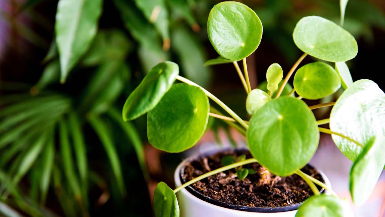Pilea Peperomioides, known as the Pilea or Chinese money plant in a small pot