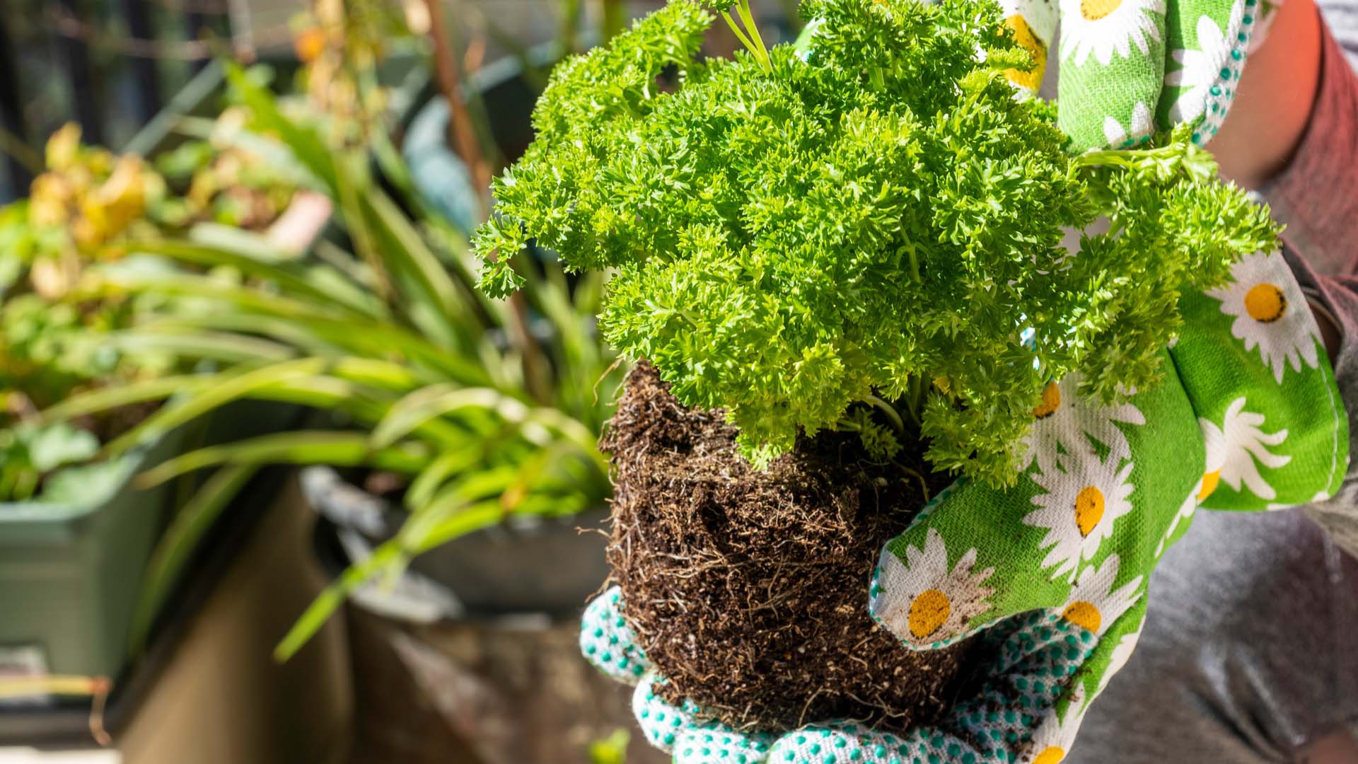 A pair of gloved hands potting up a small curly parsley plant