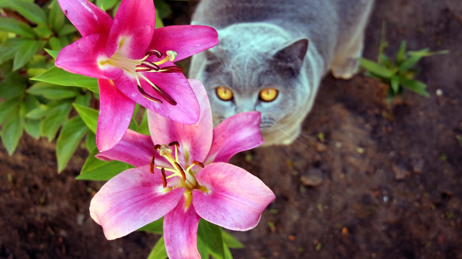 Cat looks at purple plant