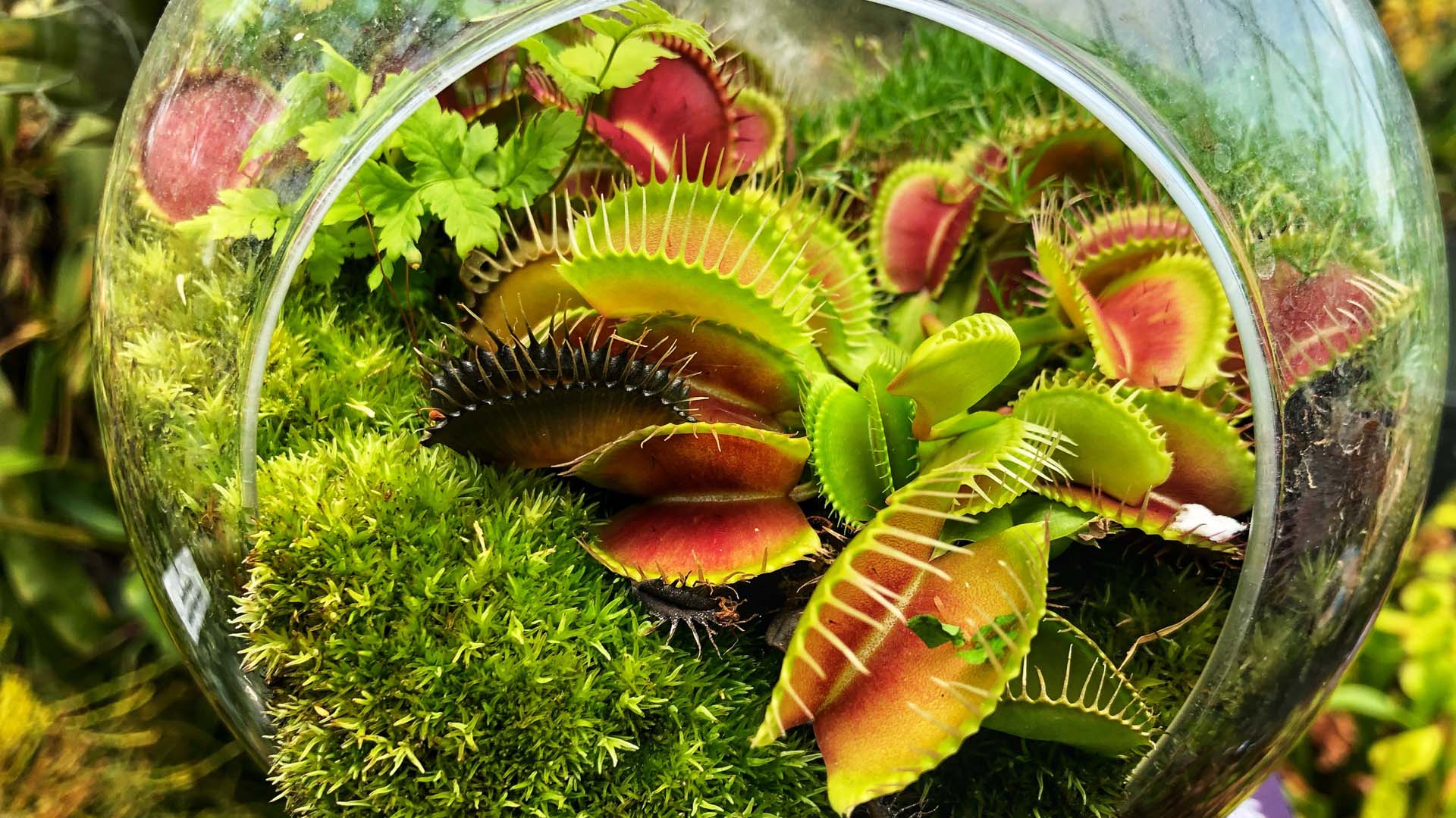 Venus fly trap plant, displayed in a glass terrarium