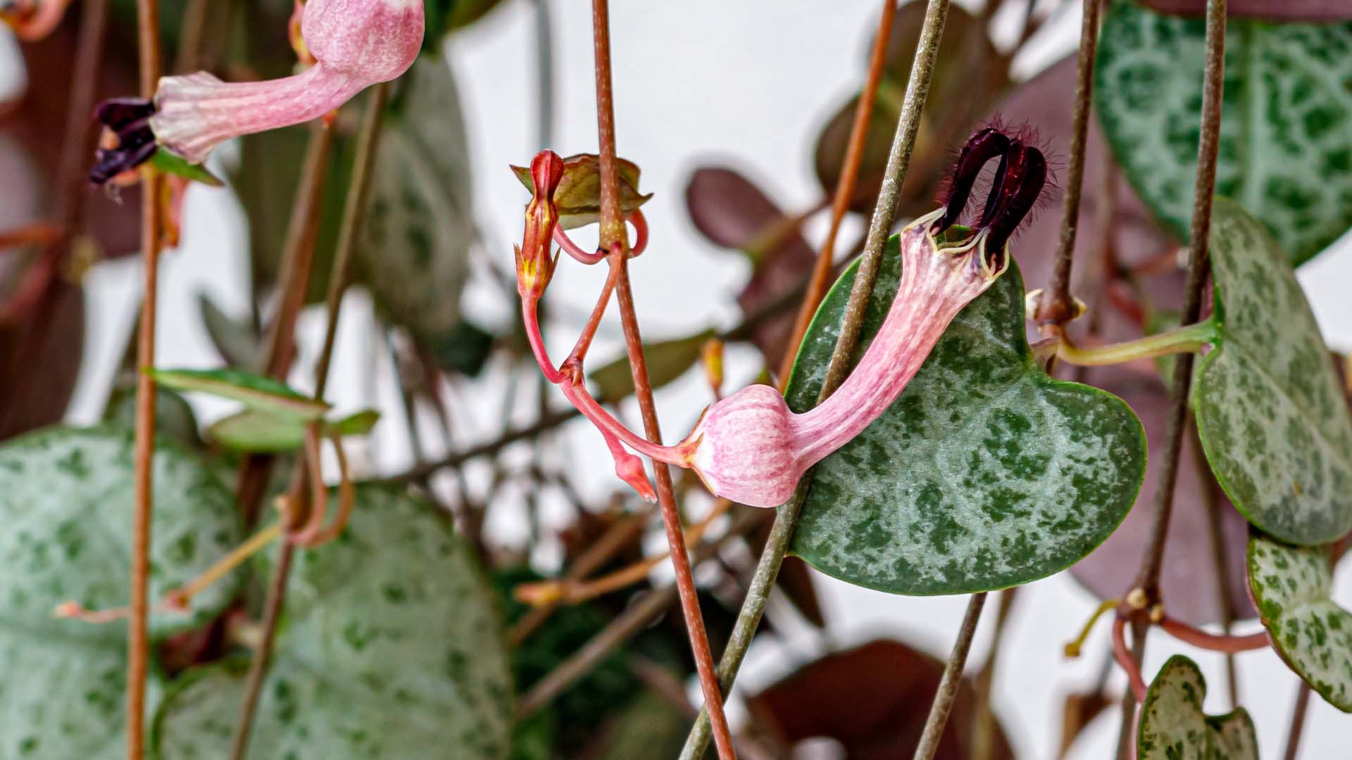 Details of a String of hearts plant