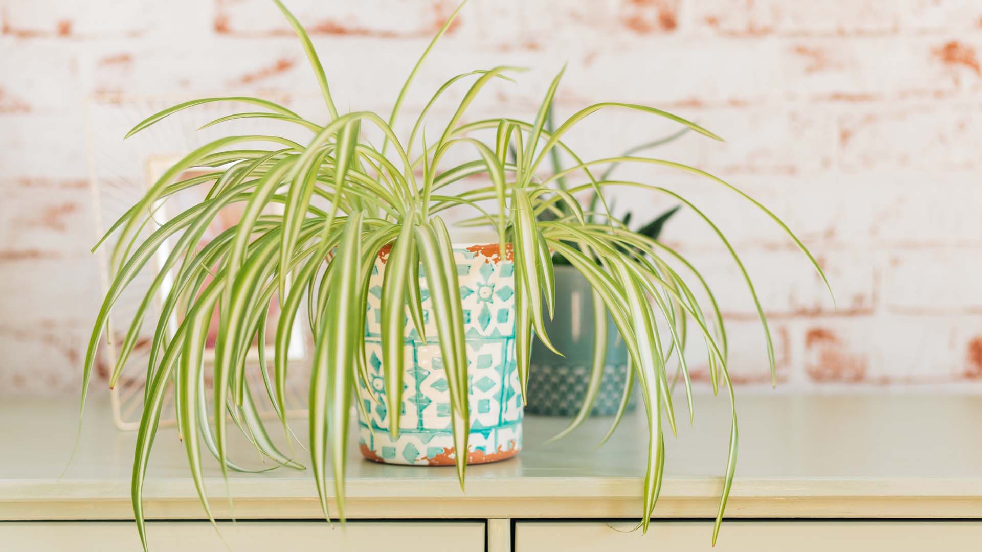 Chlorophytum Comosum on mint green shelf in front of red and white brick wallpaper background