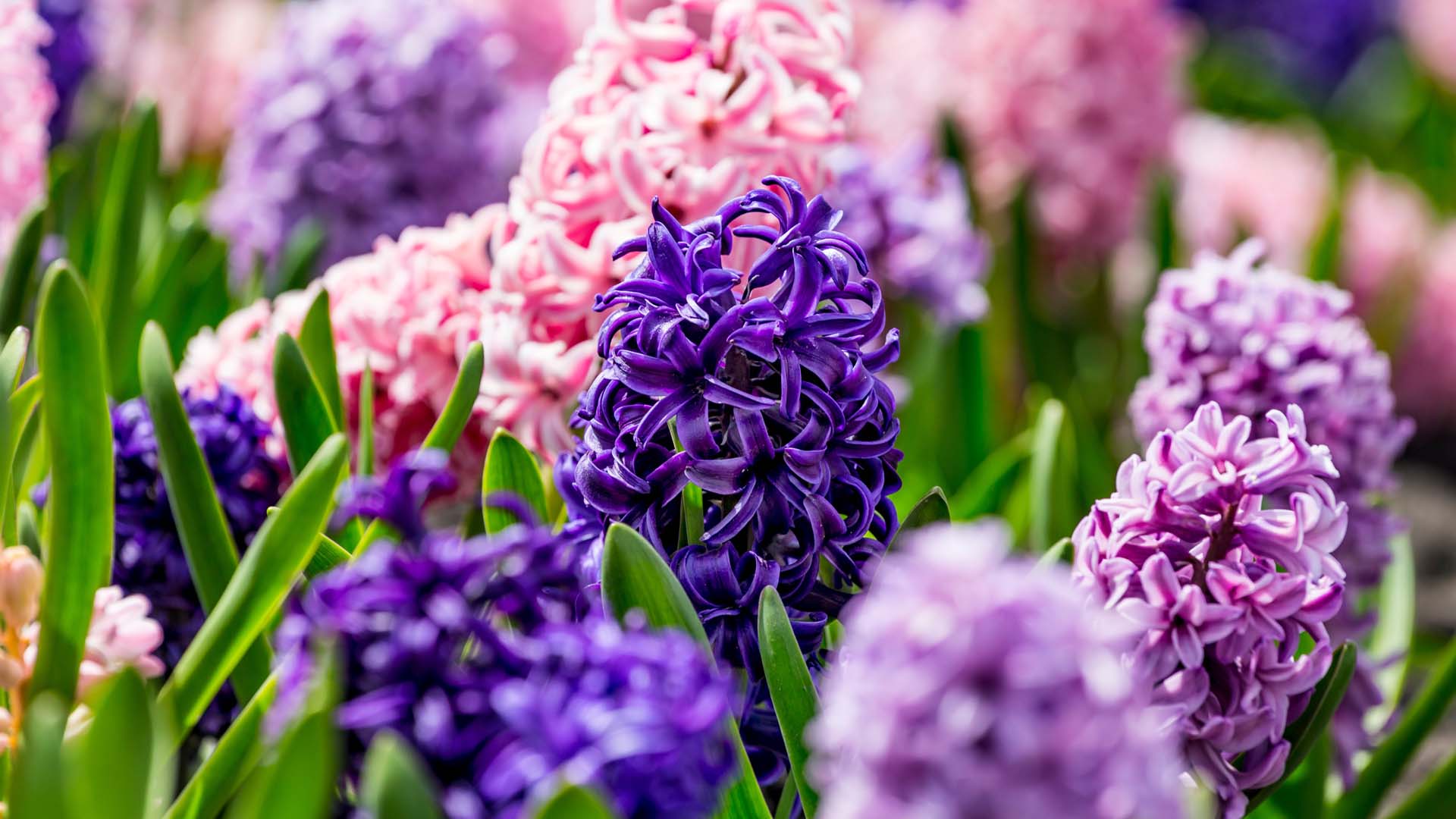Purple and pink flowers