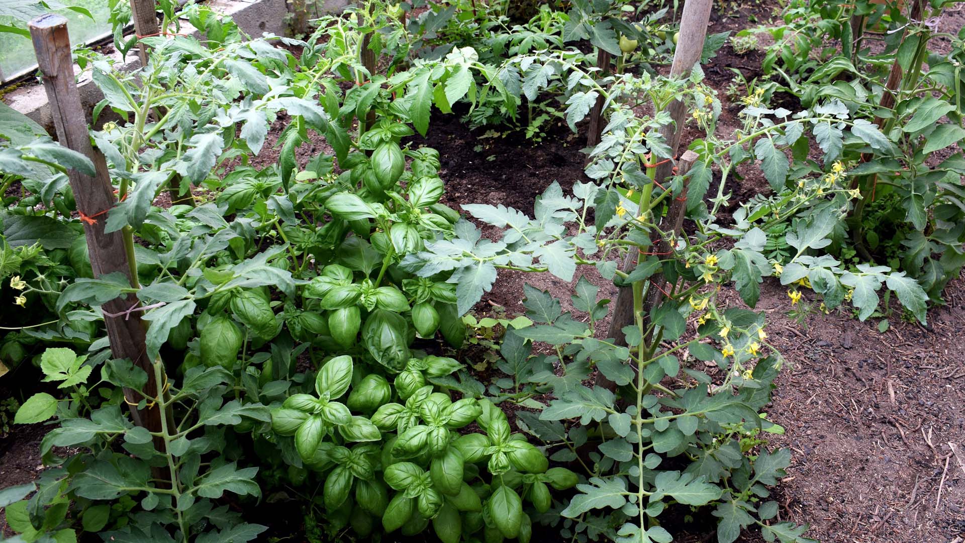 Tomato and basil plants growing in the same vegetable plot