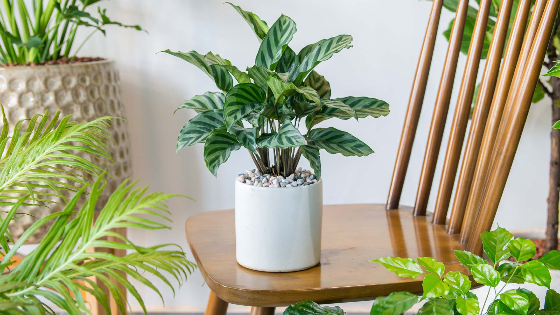 Small vase with Calathea Louisae Freedy on top of a wood chair