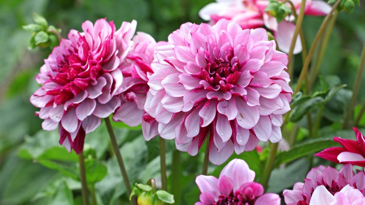 Dahlia 'Creme de Cassis' in flower