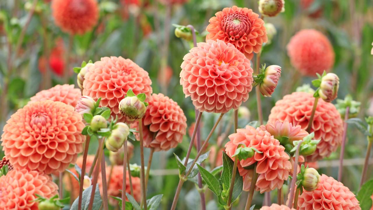 Dahlia 'Cornel Brons'  in flower.