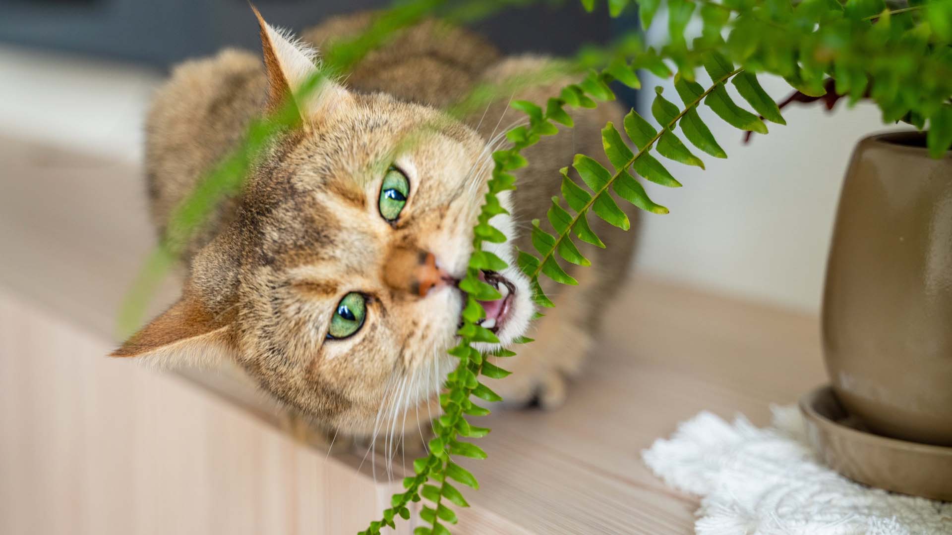 Ginger cat with green eyes biting a branch of a Fern plant