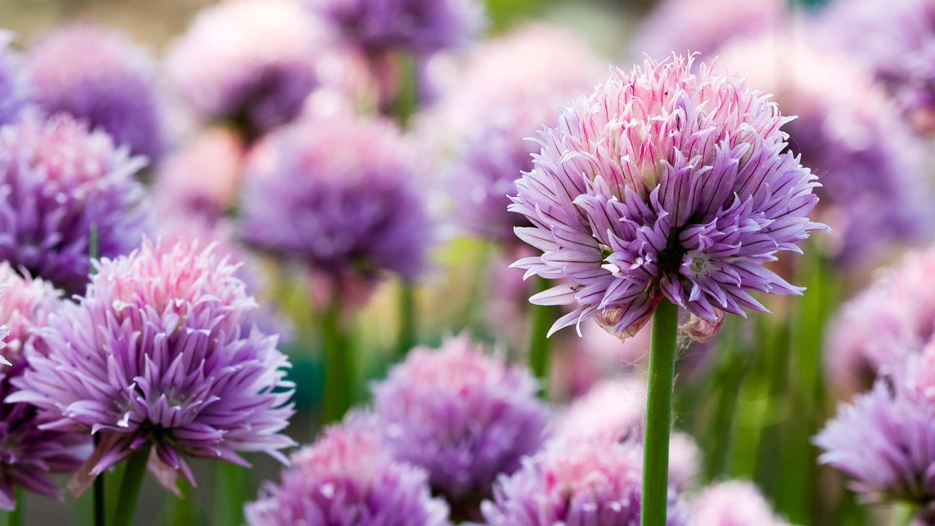 Close-up of purple chive flowers