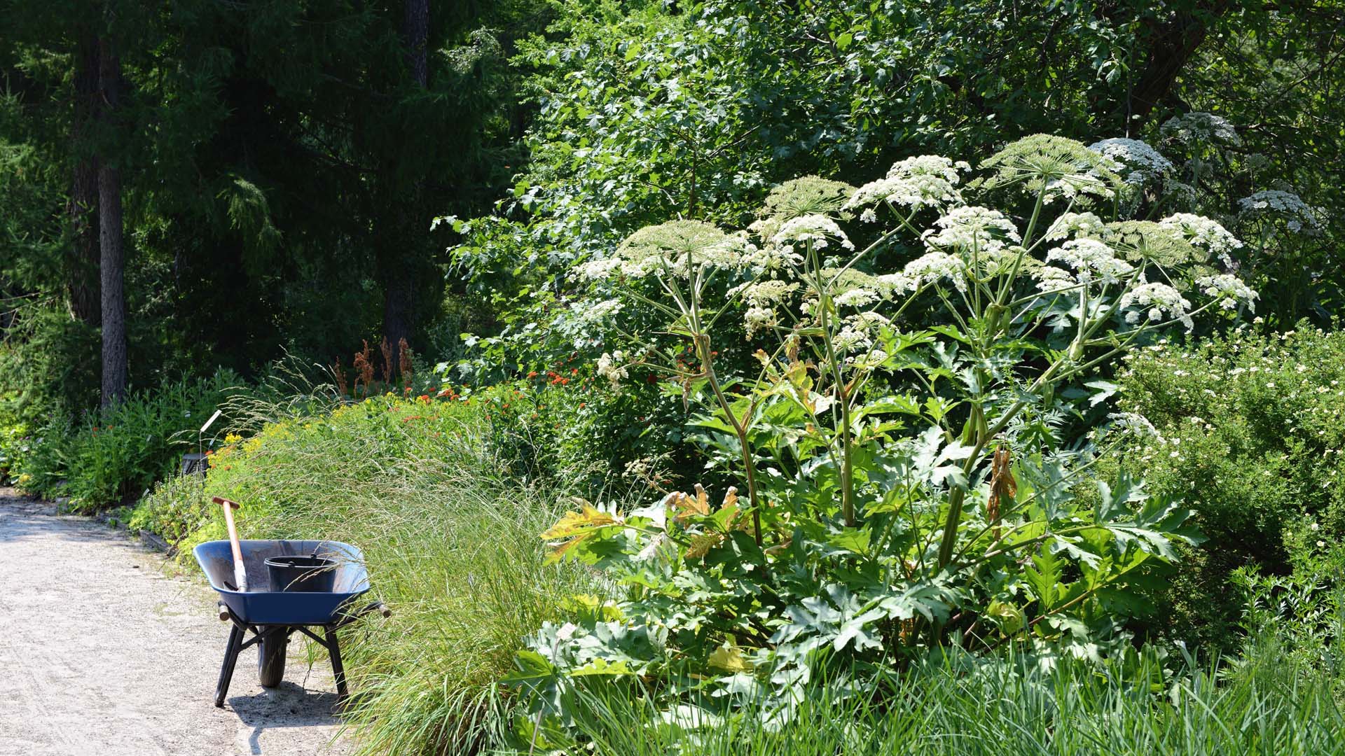 an overgrown roadside verge with giant hogweed