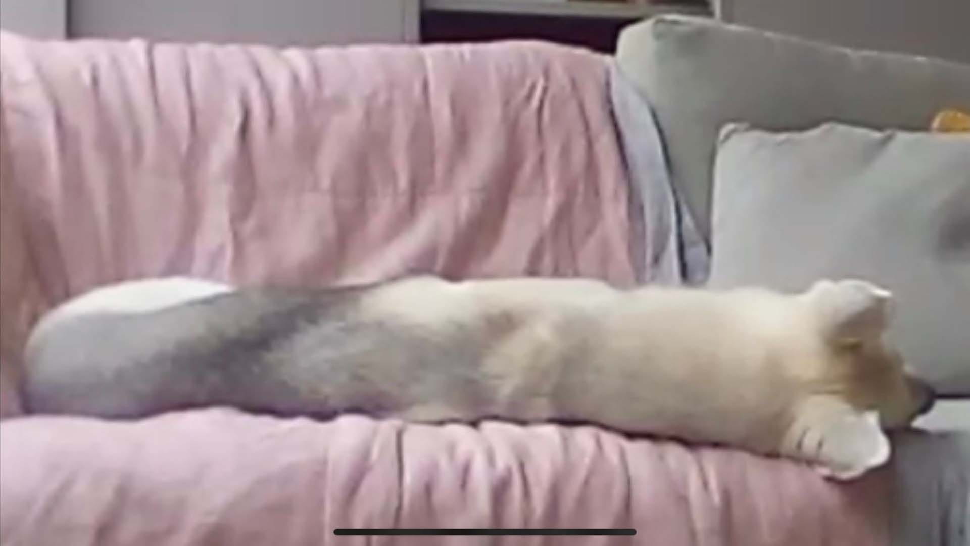 A white dog asleep on a sofa