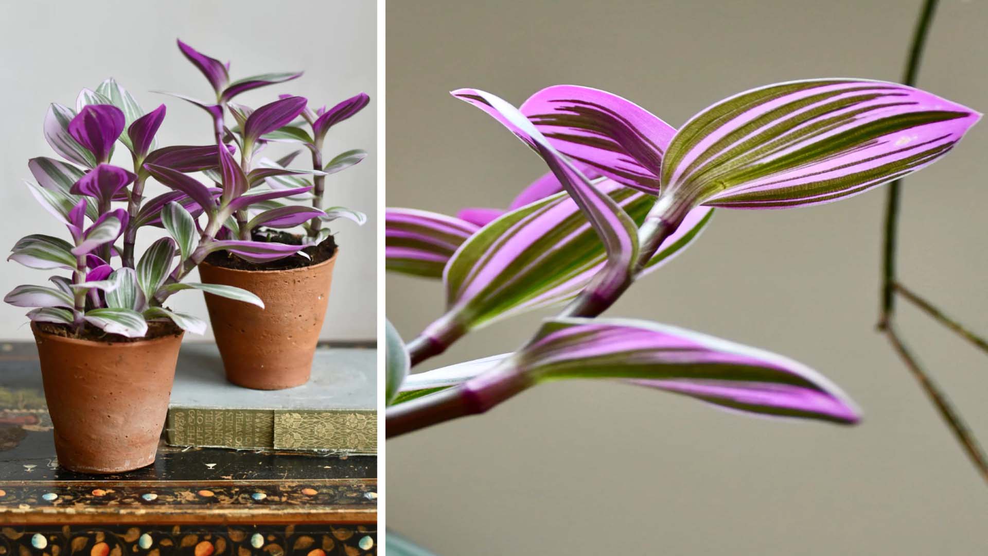 Two pots with Tradescantia Nanouk and a detailed leaf view on the right side of the image