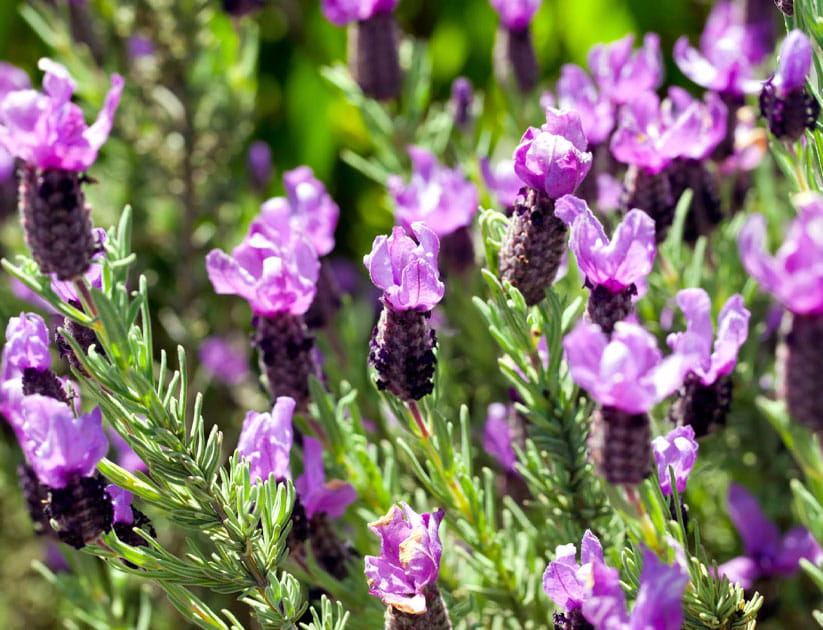 French lavender is less hardy than English lavender and can be identified by its distinguishing ‘ears’