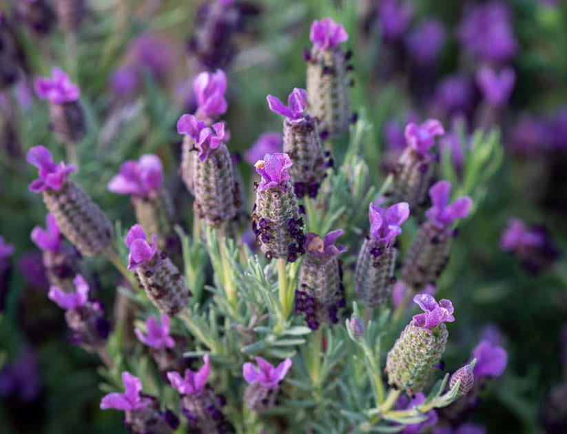 Lavandula stoechas ‘Sancho Panza’ is a half-hardy specimen that can be trimmed back after flowering 