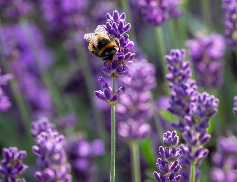 Lavender is a great wildlife-friendly choice for any size garden