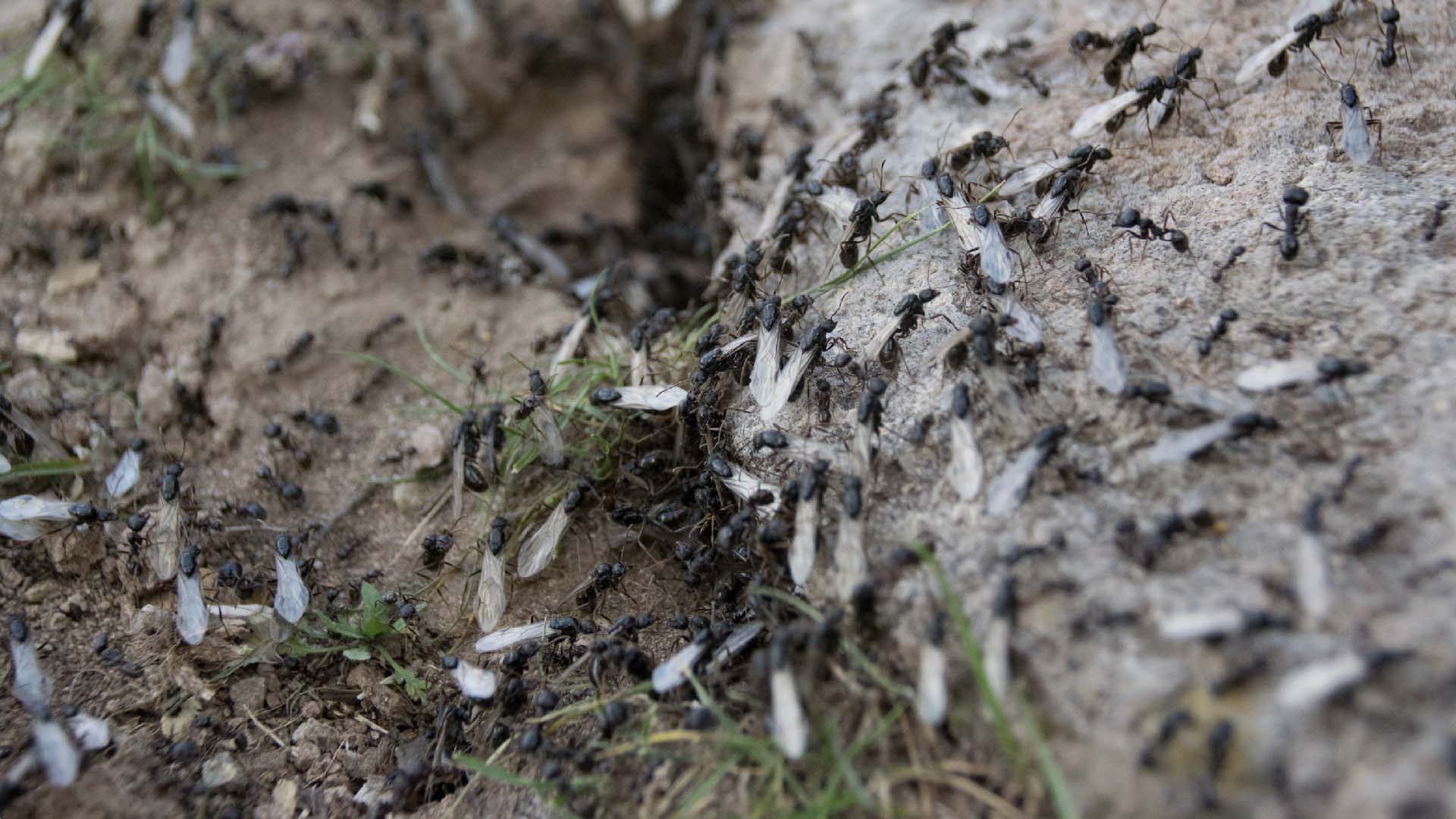 A flying ant colony