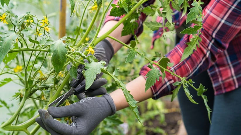 A young girl takes care of vegetables in the garden, cuts with scissors, forms bushes, shoots and tall