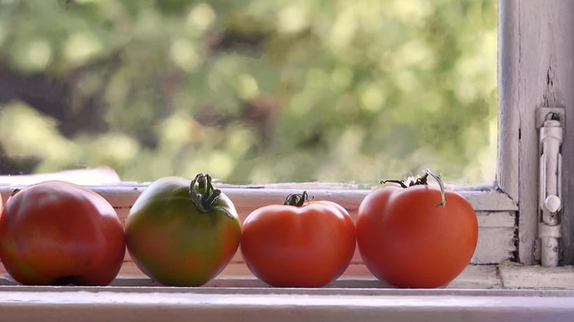 Tomatoes ripening on a window sill