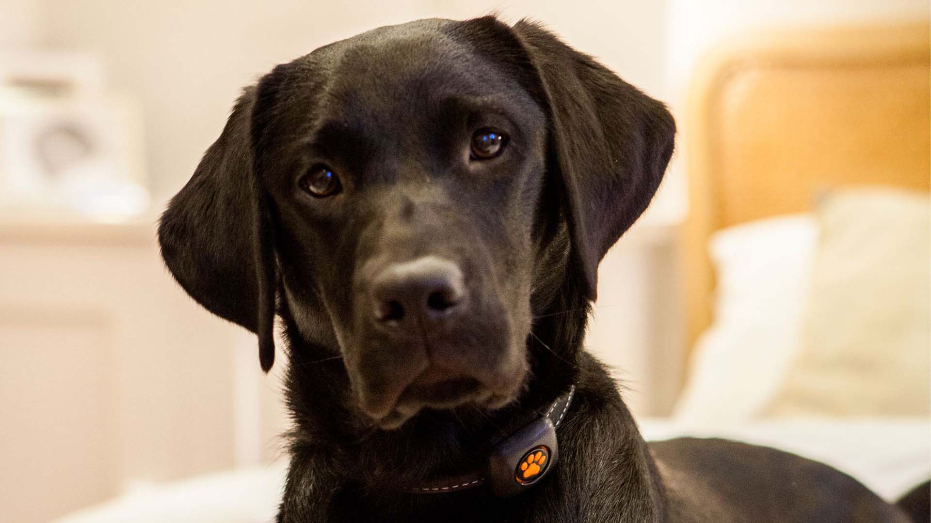 A black Labrador with its head tilted