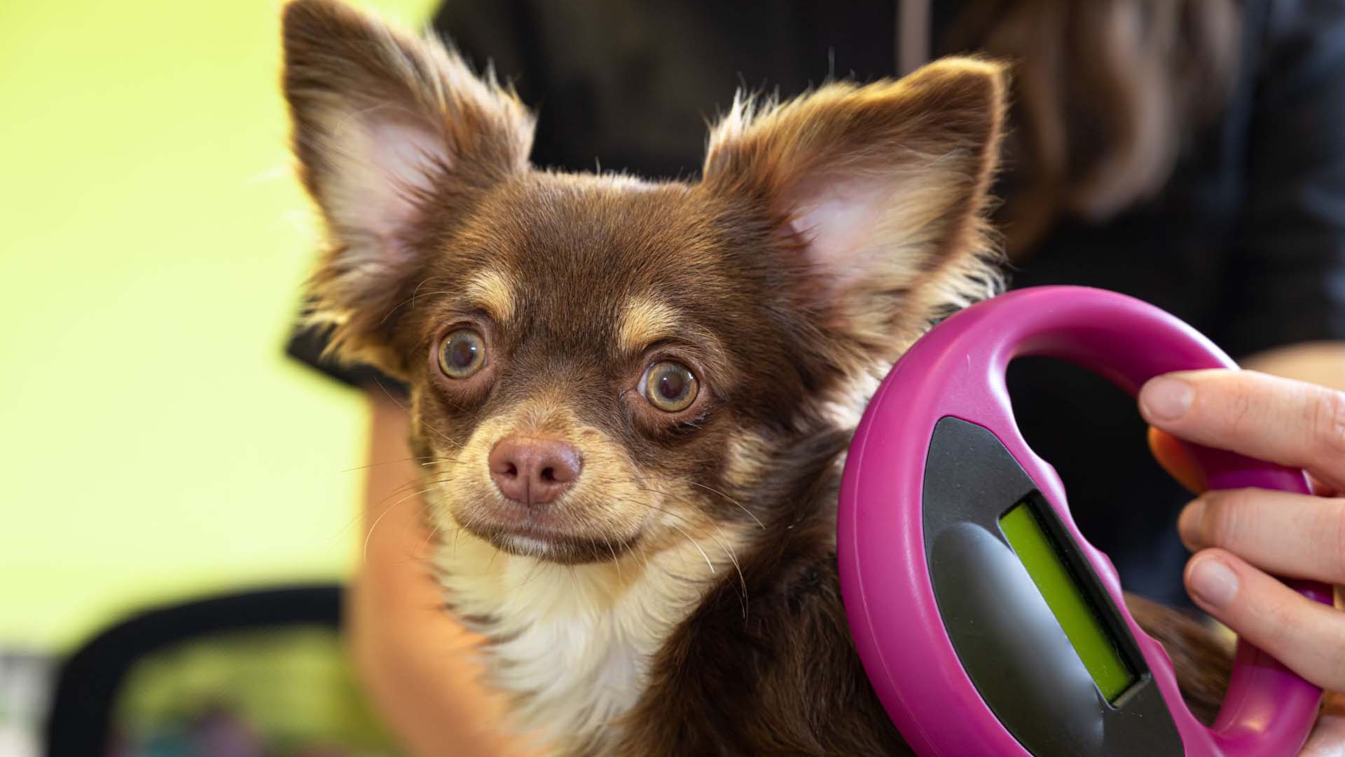 A close-up of a Chihuahua with a pink extendable lead