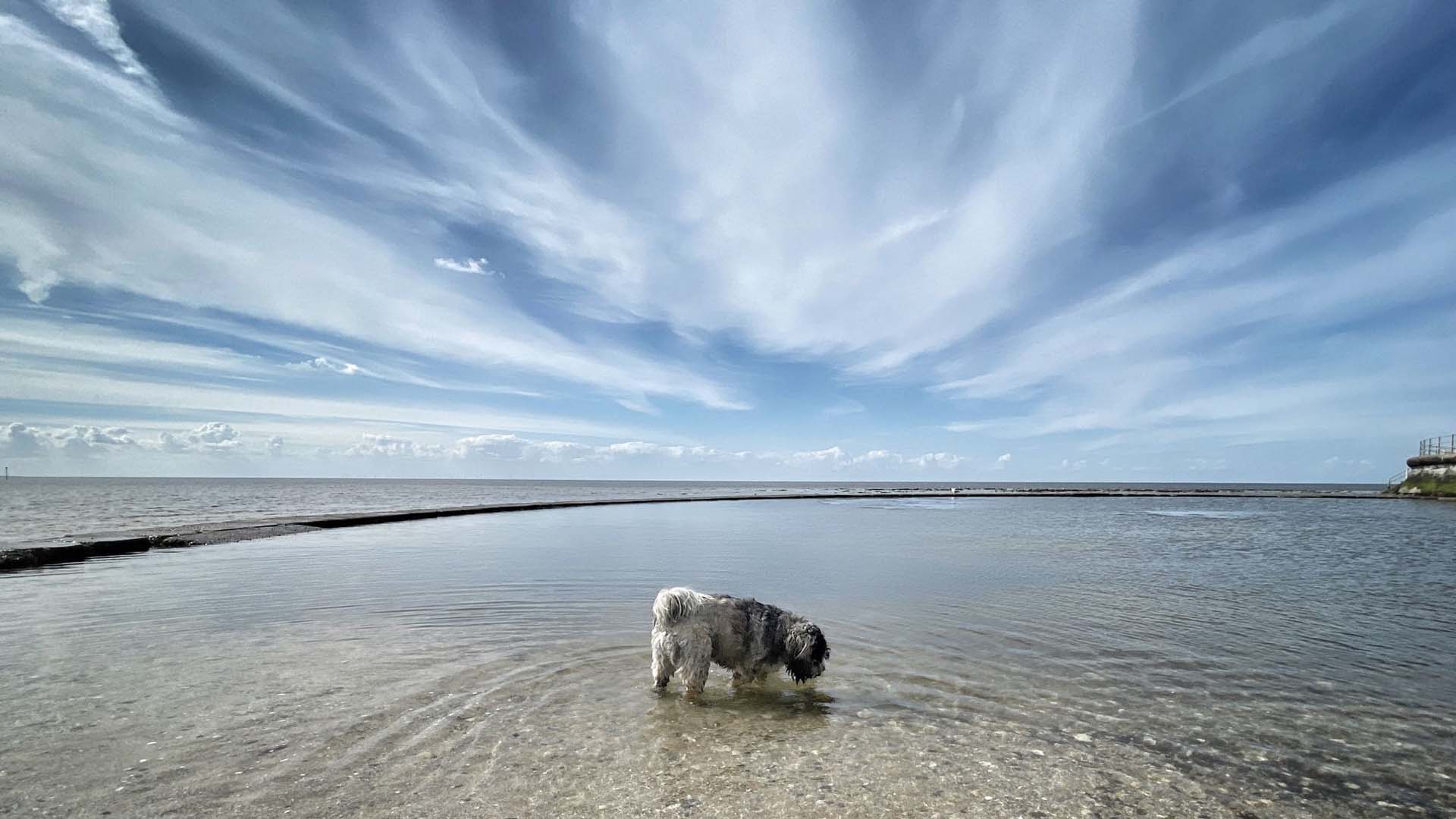 A dog on an empty beach with a blue sky above