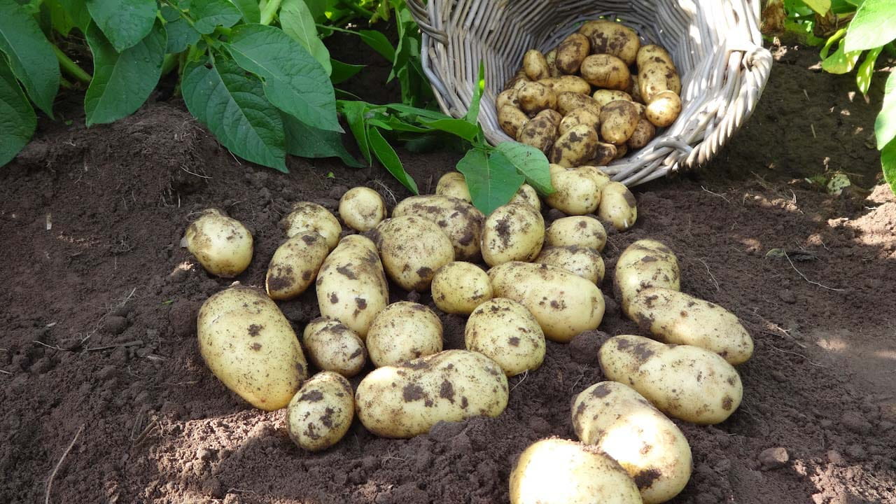 freshly dug potatoes still with soil on them